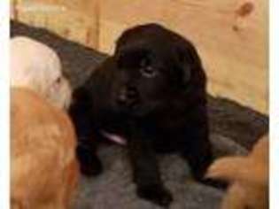 Labrador Retriever Puppy for sale in Warrenton, VA, USA