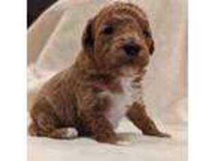 Mutt Puppy for sale in Placerville, CA, USA