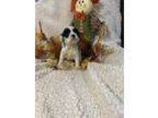 Cocker Spaniel Puppy for sale in Conklin, NY, USA