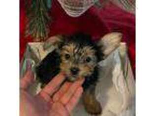 Yorkshire Terrier Puppy for sale in Camden, SC, USA