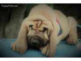 Bloodhound Puppy for sale in Anna, TX, USA