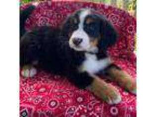 Bernese Mountain Dog Puppy for sale in Greensburg, KY, USA