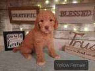 Goldendoodle Puppy for sale in Ambrose, GA, USA