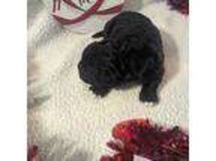Newfoundland Puppy for sale in Cleveland, OH, USA