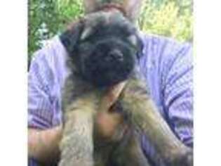 Soft Coated Wheaten Terrier Puppy for sale in Coatesville, IN, USA