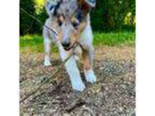 Collie Puppy for sale in Union, MI, USA