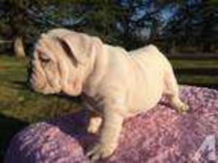 Bulldog Puppy for sale in BEAUMONT, CA, USA