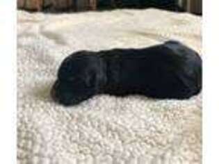 Goldendoodle Puppy for sale in Farmville, VA, USA