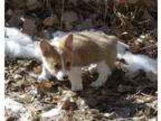 Pembroke Welsh Corgi Puppy for sale in Whitewater, CO, USA