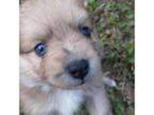 Australian Shepherd Puppy for sale in Rocky Face, GA, USA