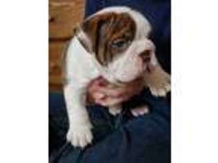 Bulldog Puppy for sale in Shenandoah, IA, USA