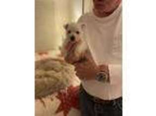 West Highland White Terrier Puppy for sale in Great Falls, VA, USA
