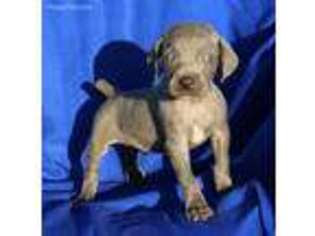 Weimaraner Puppy for sale in Harrison, AR, USA