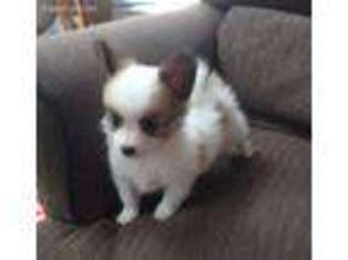 Papillon Puppy for sale in Mark Center, OH, USA
