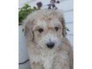 Labradoodle Puppy for sale in Corsica, SD, USA