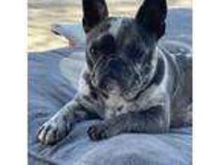 French Bulldog Puppy for sale in Westfield, IN, USA
