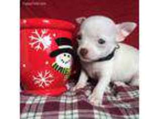 Chihuahua Puppy for sale in Neosho, MO, USA
