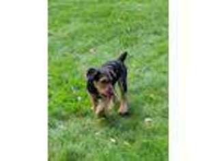 Airedale Terrier Puppy for sale in Stillwater, MN, USA