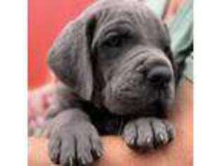 Great Dane Puppy for sale in Oberlin, OH, USA