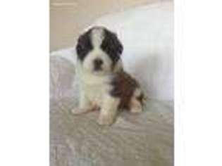 Saint Bernard Puppy for sale in Harrisburg, PA, USA