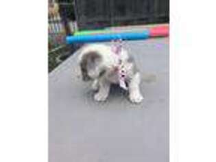Cardigan Welsh Corgi Puppy for sale in Cedar Valley, UT, USA