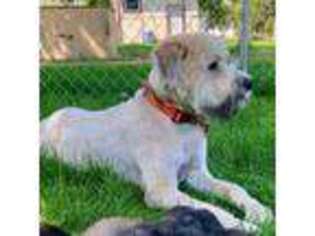 Mutt Puppy for sale in Choteau, MT, USA