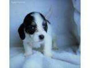 Petit Basset Griffon Vendeen Puppy for sale in Kansas City, MO, USA