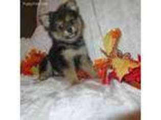 Pomeranian Puppy for sale in Howe, OK, USA