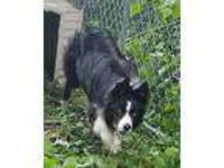 Border Collie Puppy for sale in Munster, IN, USA