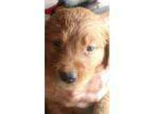 Golden Retriever Puppy for sale in Walnut Grove, MN, USA