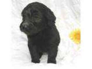 Labradoodle Puppy for sale in Dawson Springs, KY, USA