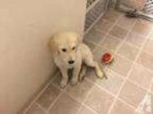 Golden Retriever Puppy for sale in LAKESIDE, CA, USA