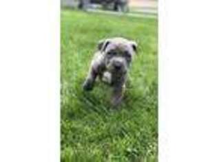 Mutt Puppy for sale in Montour, IA, USA