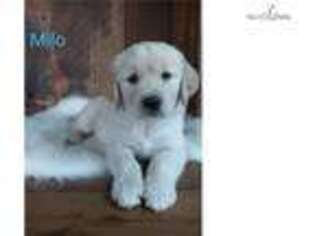 Golden Retriever Puppy for sale in Canton, OH, USA