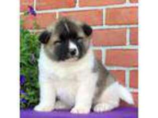 Akita Puppy for sale in Mercersburg, PA, USA