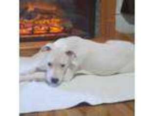Dogo Argentino Puppy for sale in Hartford City, IN, USA