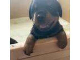Rottweiler Puppy for sale in Middletown, DE, USA