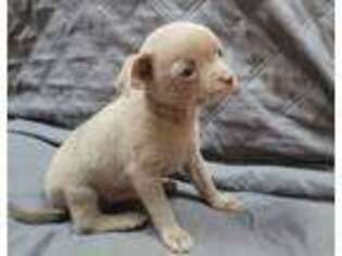 Chihuahua Puppy for sale in Billerica, MA, USA