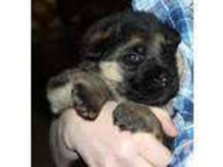 German Shepherd Dog Puppy for sale in ONAWAY, MI, USA