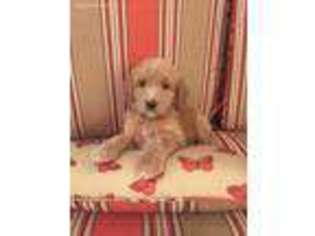 Labradoodle Puppy for sale in Hiram, GA, USA