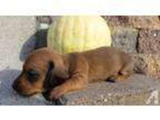 Dachshund Puppy for sale in HUSTISFORD, WI, USA