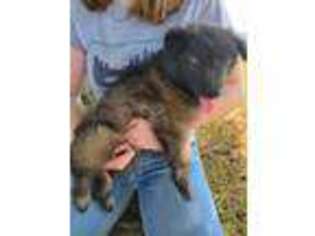 Belgian Tervuren Puppy for sale in Edgar Springs, MO, USA