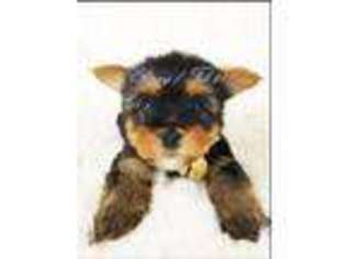 Yorkshire Terrier Puppy for sale in Logan, OH, USA