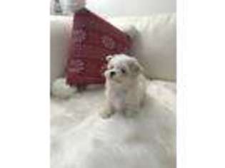 Mal-Shi Puppy for sale in Northbrook, IL, USA