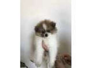 Pomeranian Puppy for sale in Livonia, MI, USA