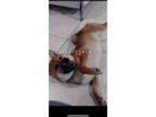 Shiba Inu Puppy for sale in Miami, FL, USA