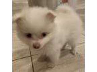 Pomeranian Puppy for sale in Hilo, HI, USA