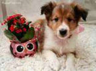Shetland Sheepdog Puppy for sale in Kinzers, PA, USA