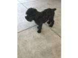 Black Russian Terrier Puppy for sale in Lynwood, CA, USA