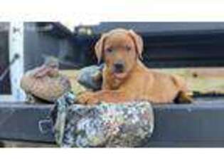 Labrador Retriever Puppy for sale in Jonestown, PA, USA